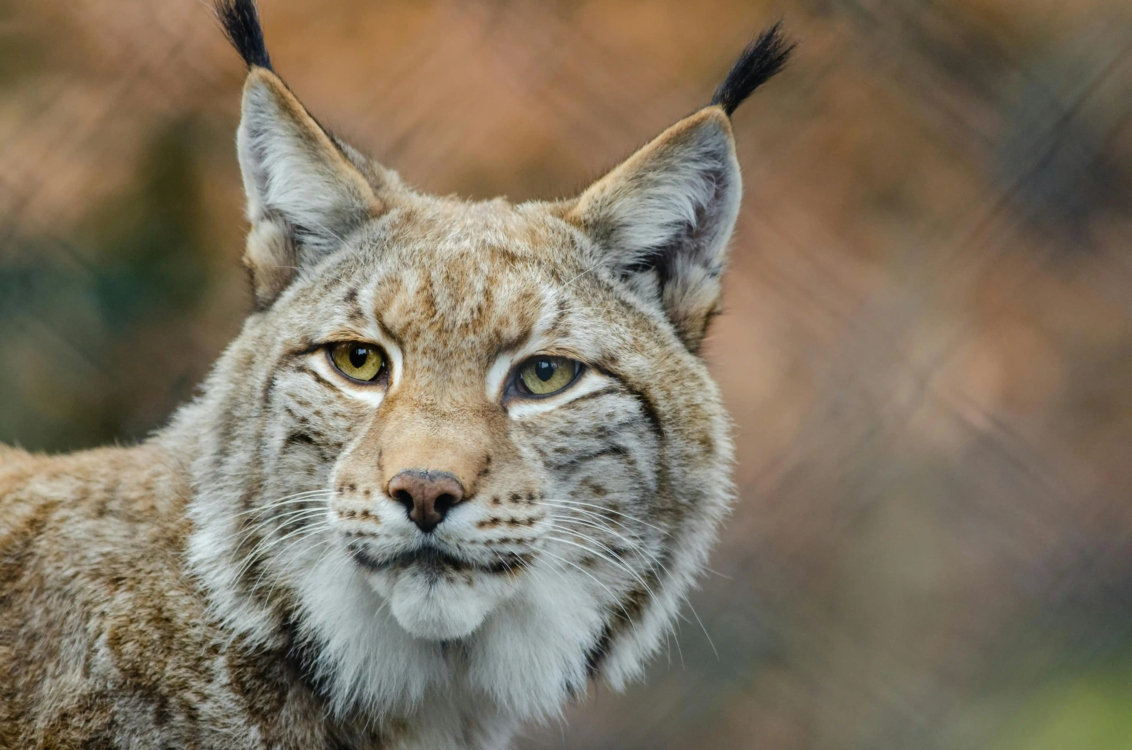 Ranua Wildlife Park Visit